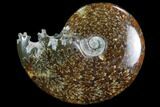 Polished, Agatized Ammonite (Cleoniceras) - Madagascar #97250-1